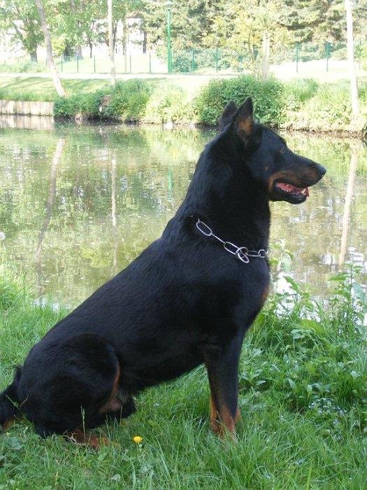 chien DM (18)